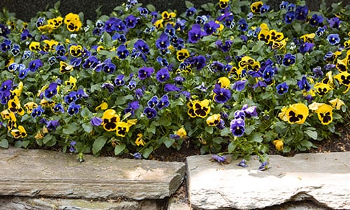 brachtendorf-blau-gelbe-blumen brachtendorf-blau-gelbe-blumen