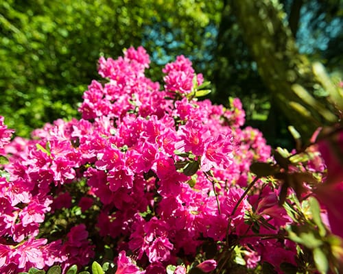 brachtendorf-blumen brachtendorf-blumen